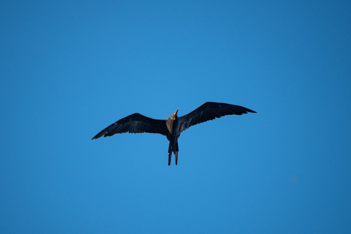 Magnificent Frigatebird - ML646620238