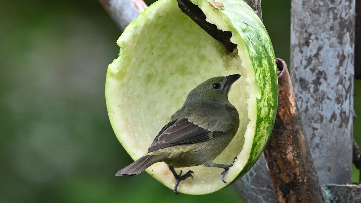 Palm Tanager - ML646620241