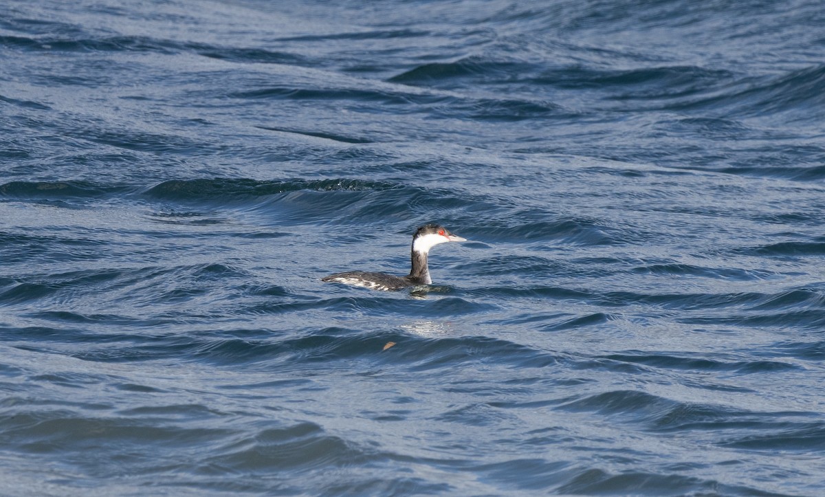 ミミカイツブリ - ML646620244