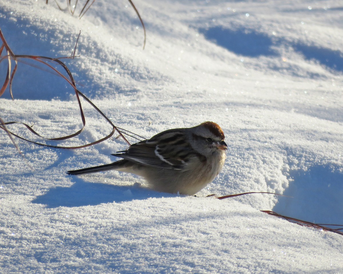 Hudson Körfezi Serçesi - ML646620252