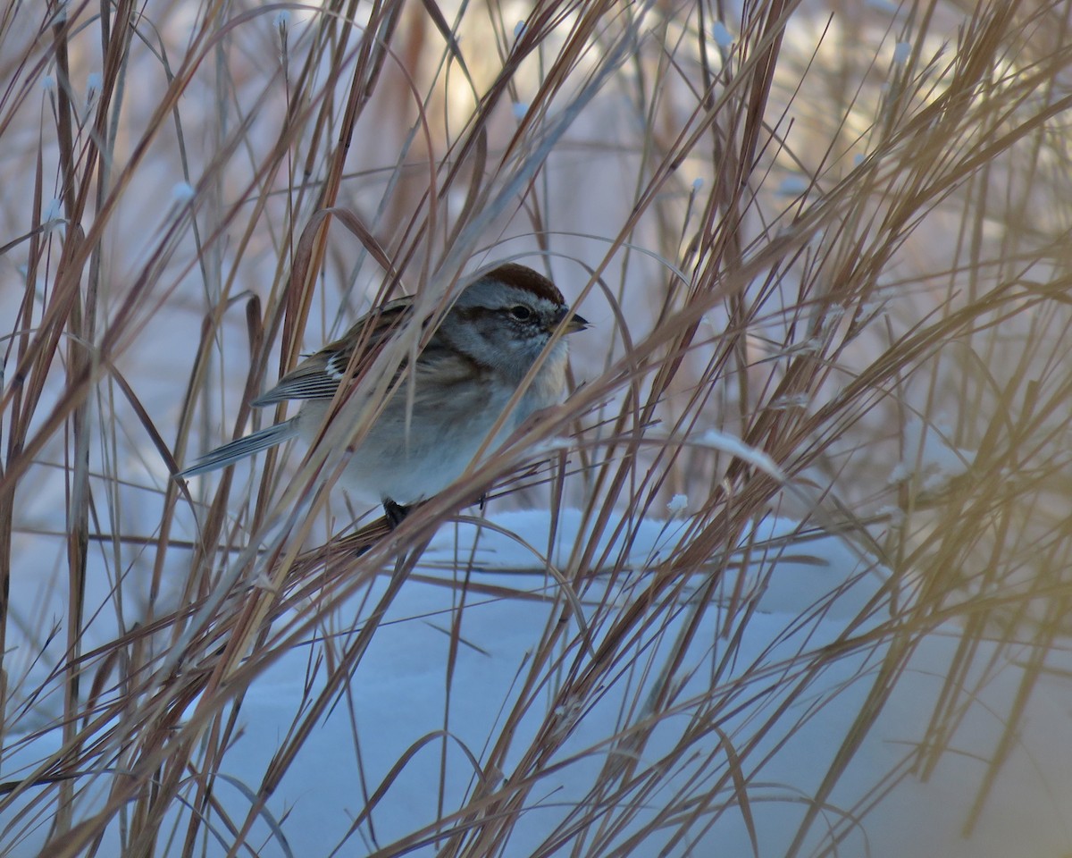 Hudson Körfezi Serçesi - ML646620253