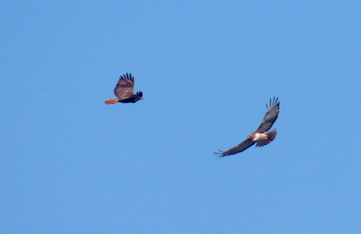 Red-tailed Hawk - ML646620257