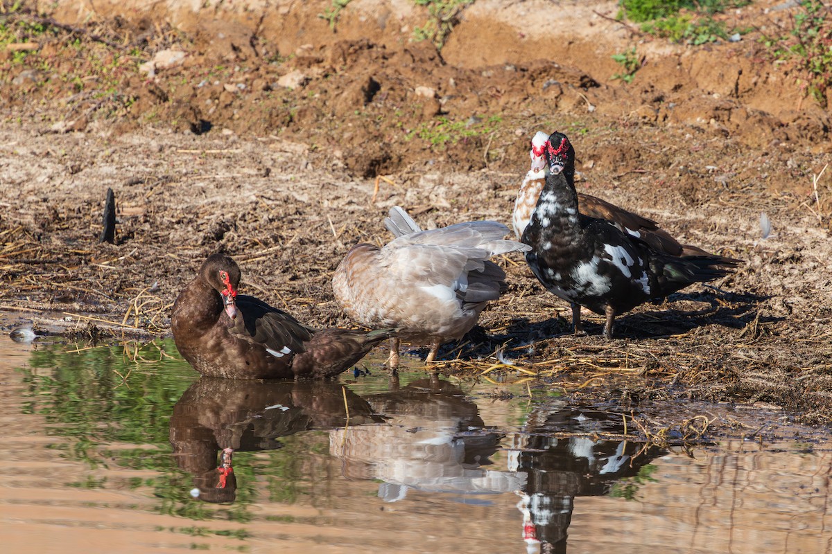 Muscovy Duck (Domestic type) - ML646620258