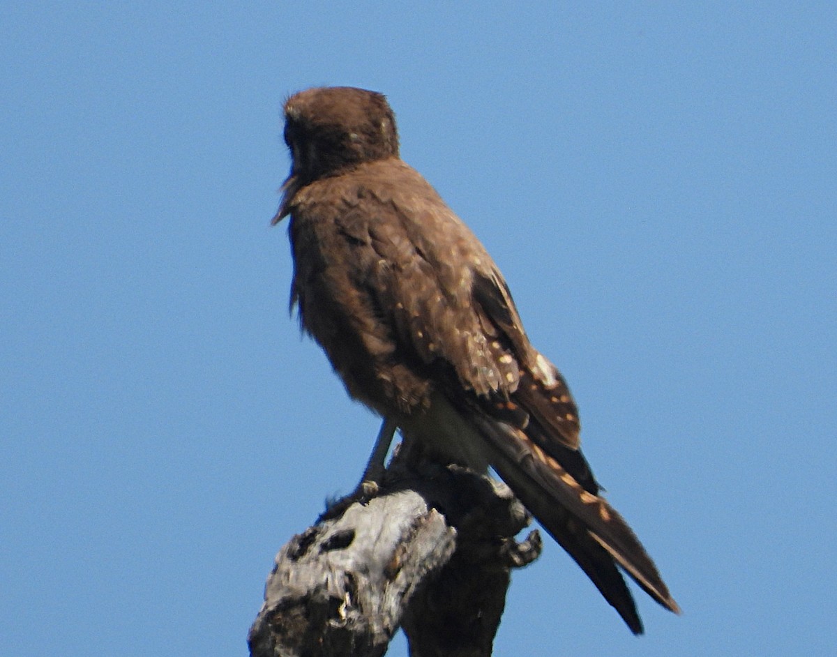 Brown Falcon - ML646620259