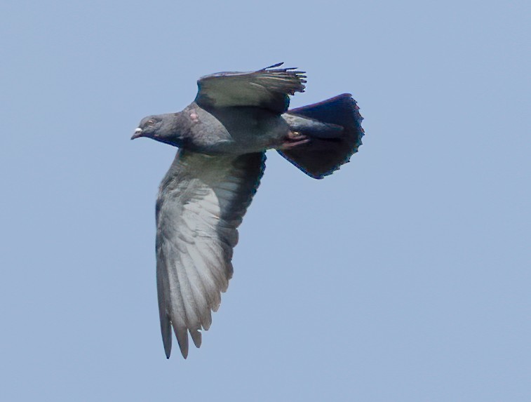 Rock Pigeon (Feral Pigeon) - ML646620265