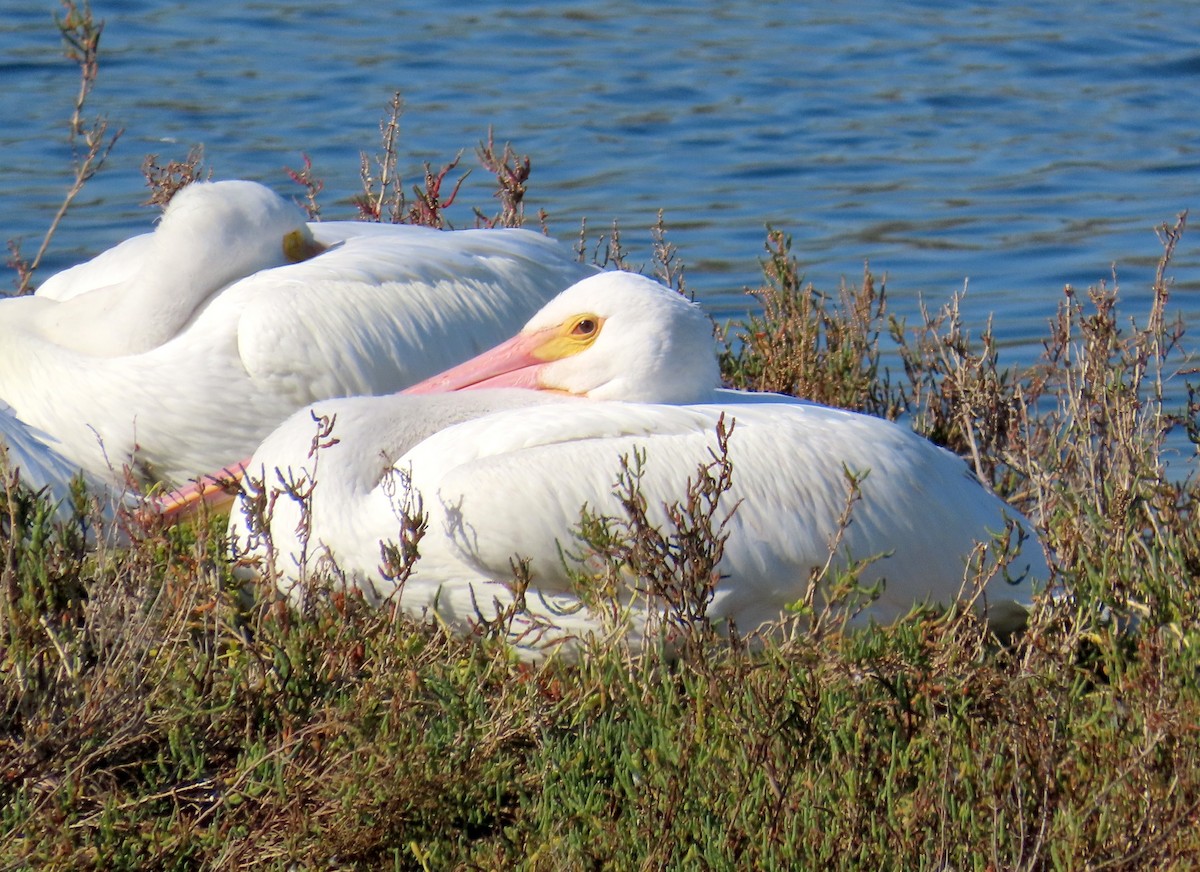 American White Pelican - ML646620274
