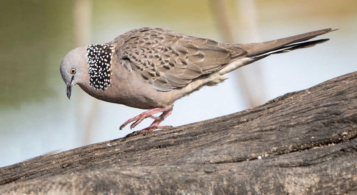 Spotted Dove - ML646620275