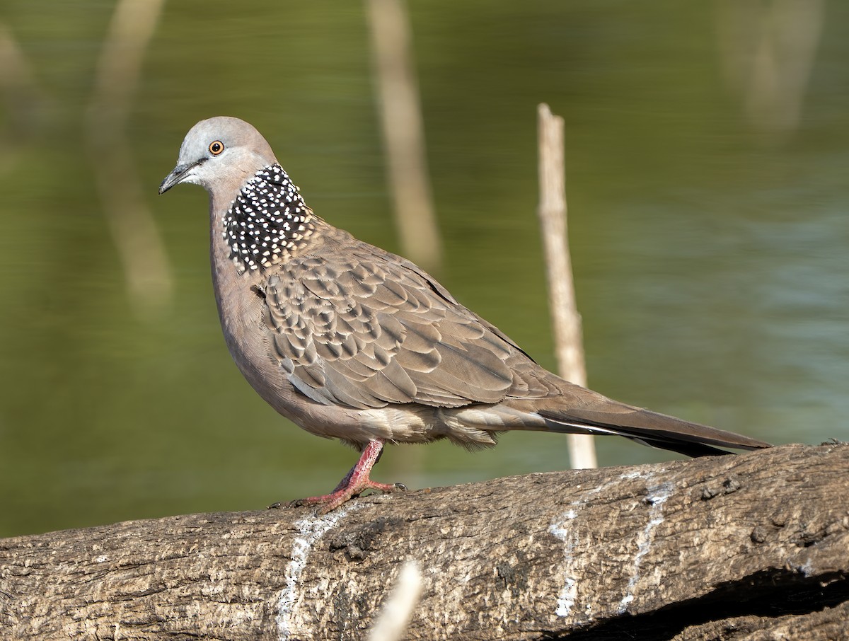 Spotted Dove - ML646620276
