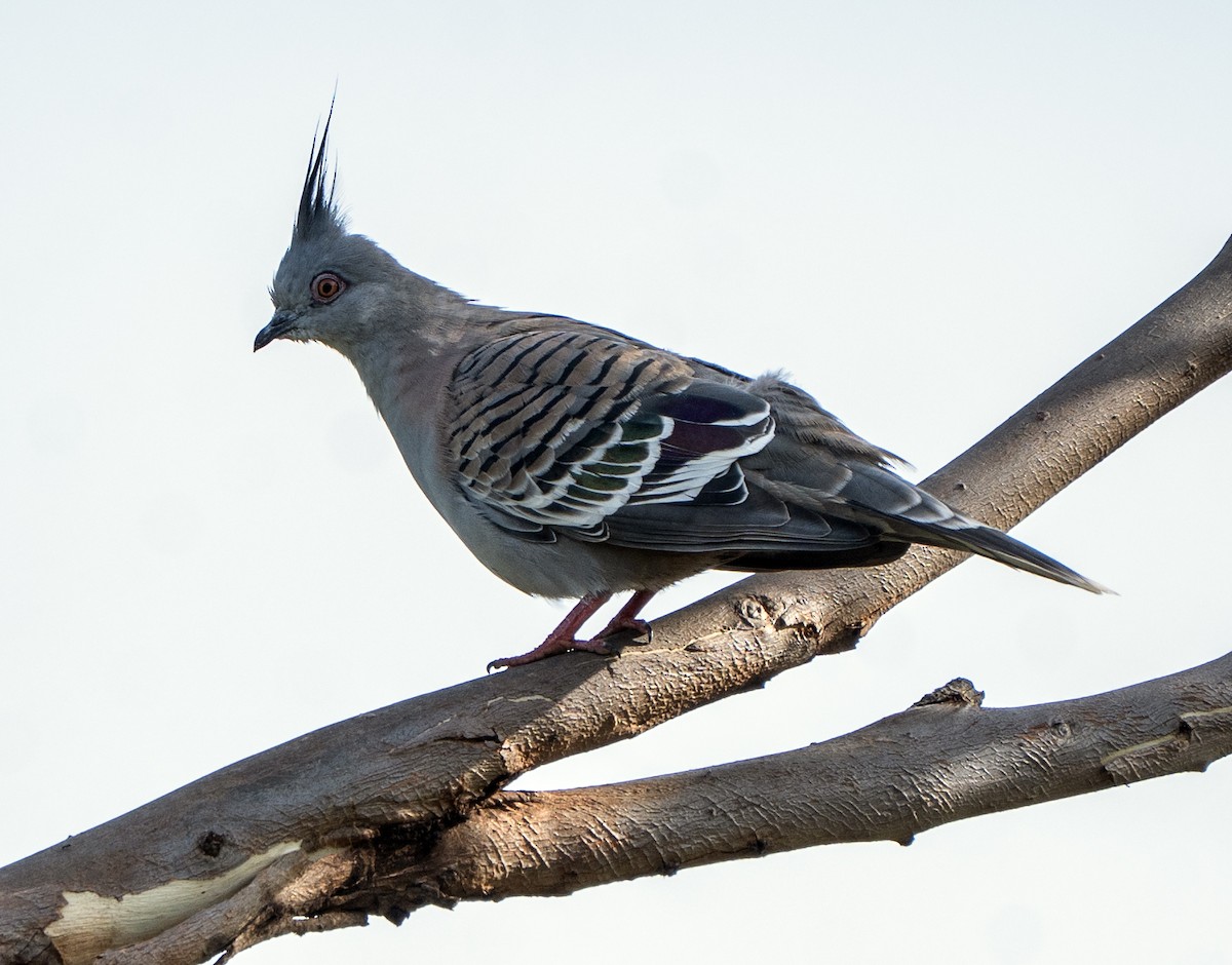 Crested Pigeon - ML646620279