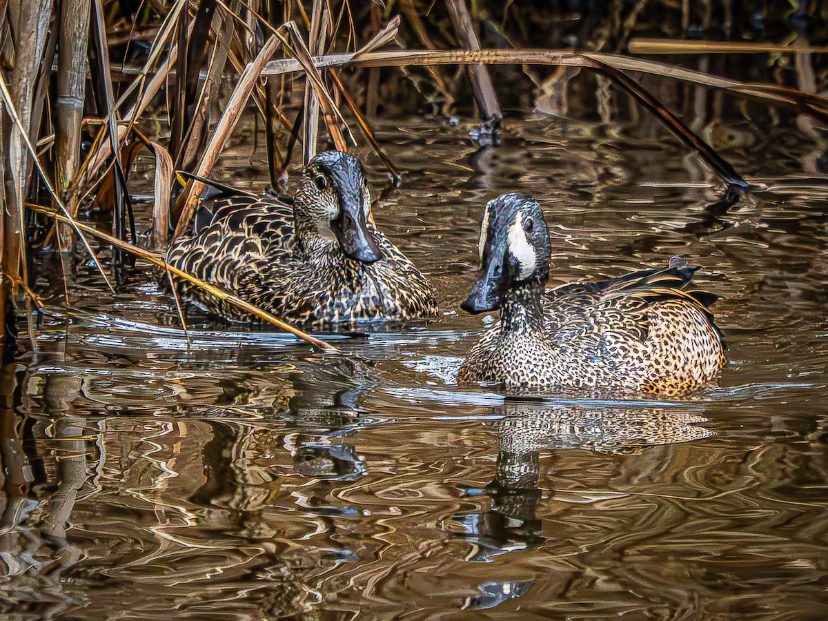 Blue-winged Teal - ML646620281