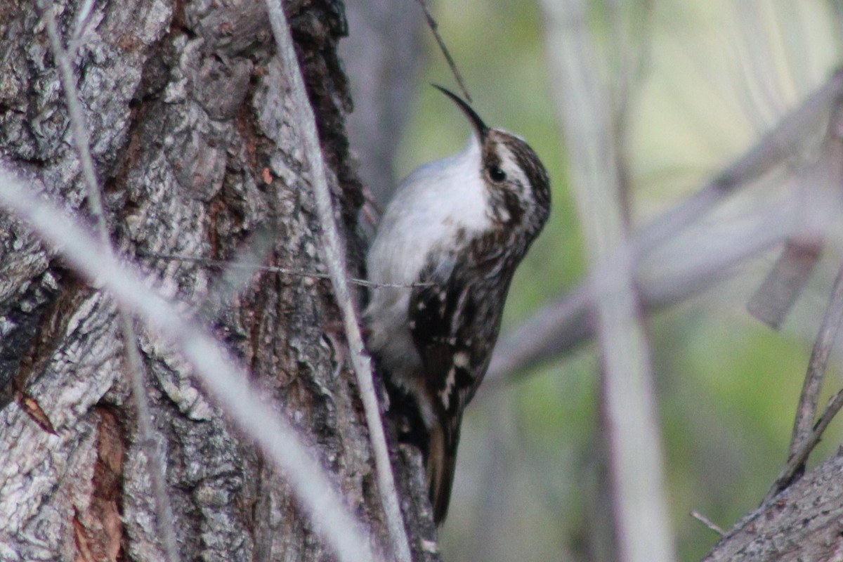 Brown Creeper - ML646620282