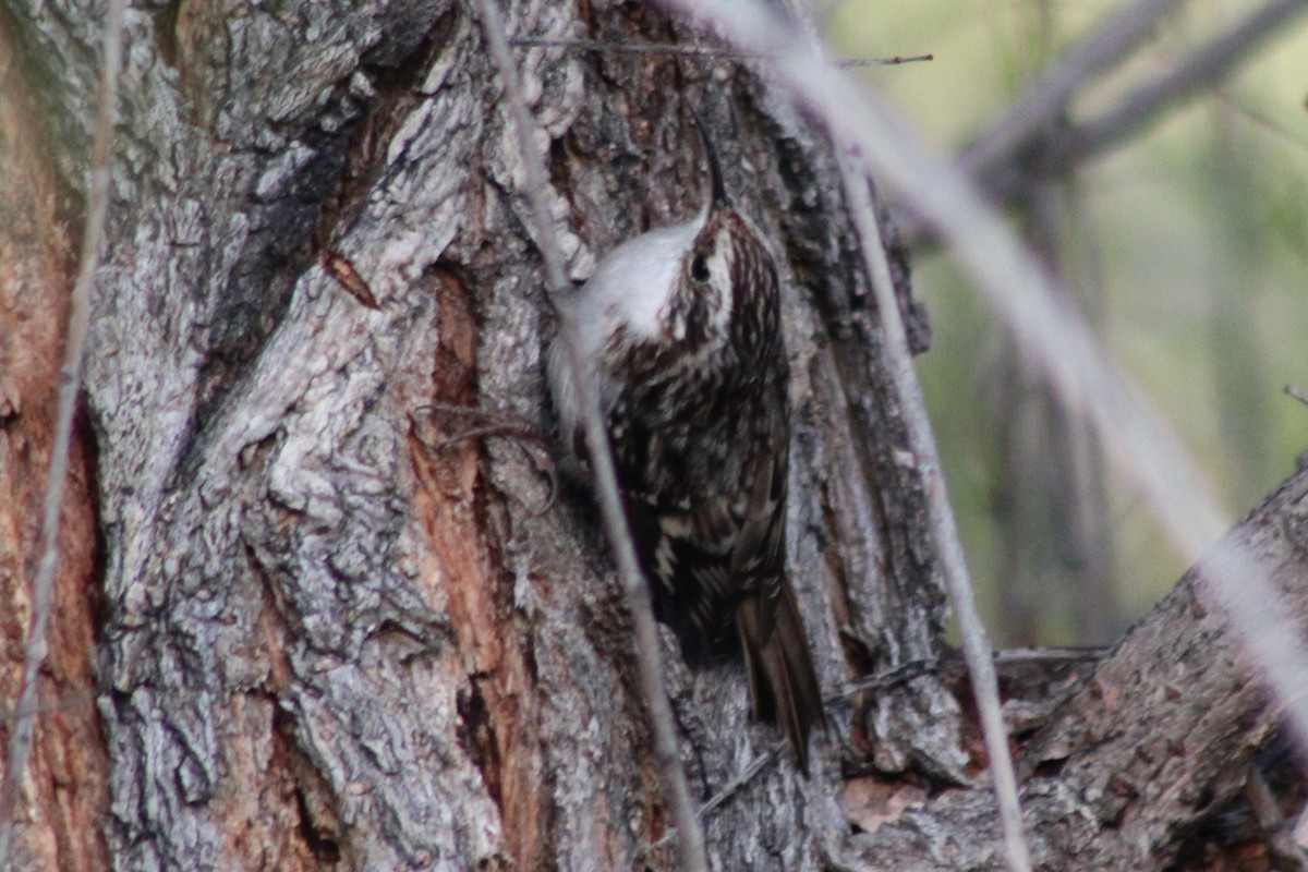 Brown Creeper - ML646620283