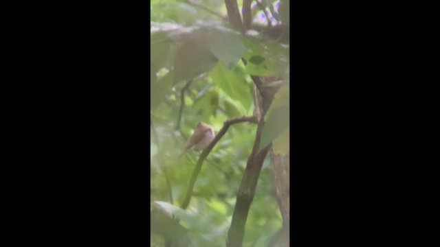 Пісняр бурий - ML646620284