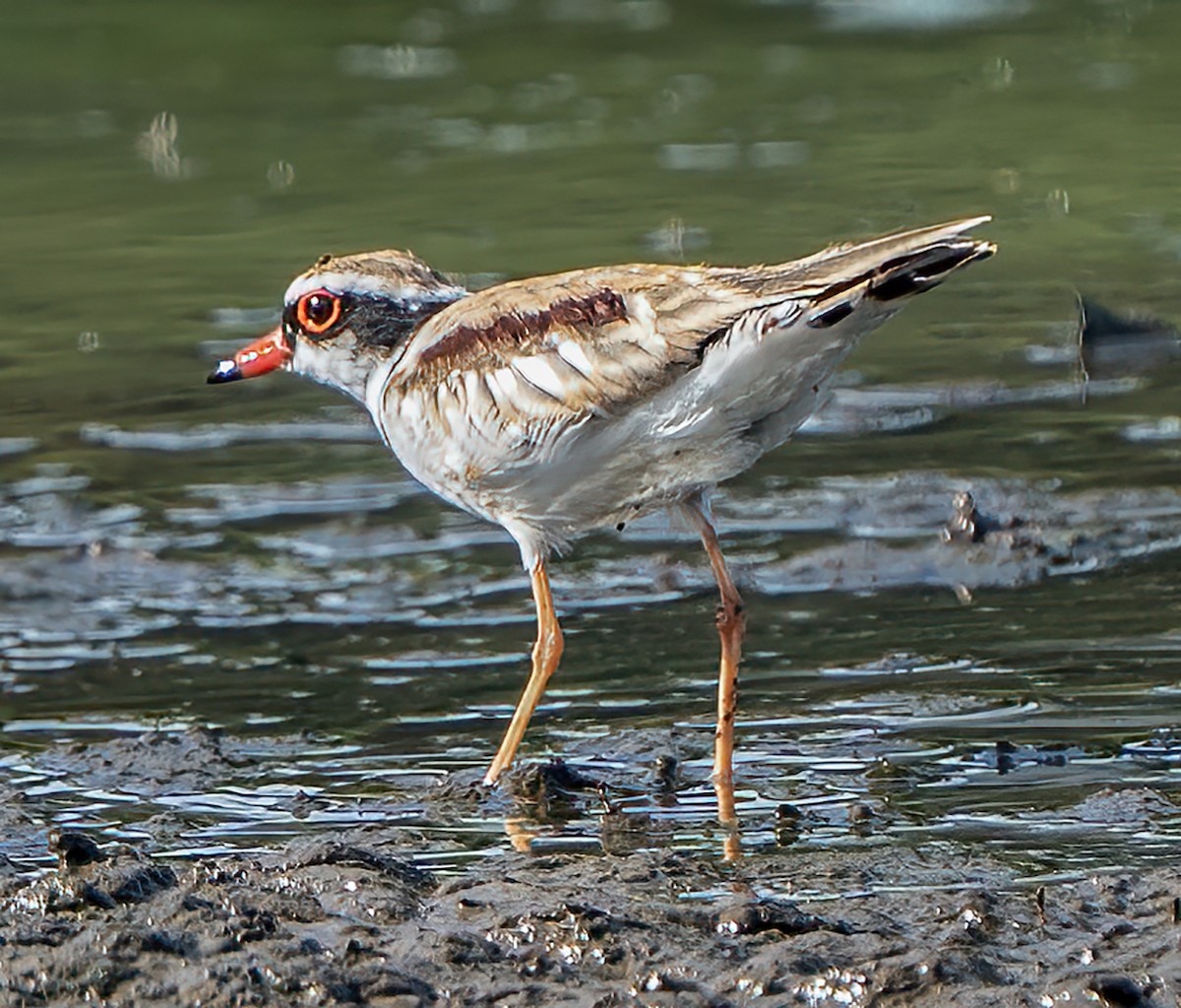 Black-fronted Dotterel - ML646620285