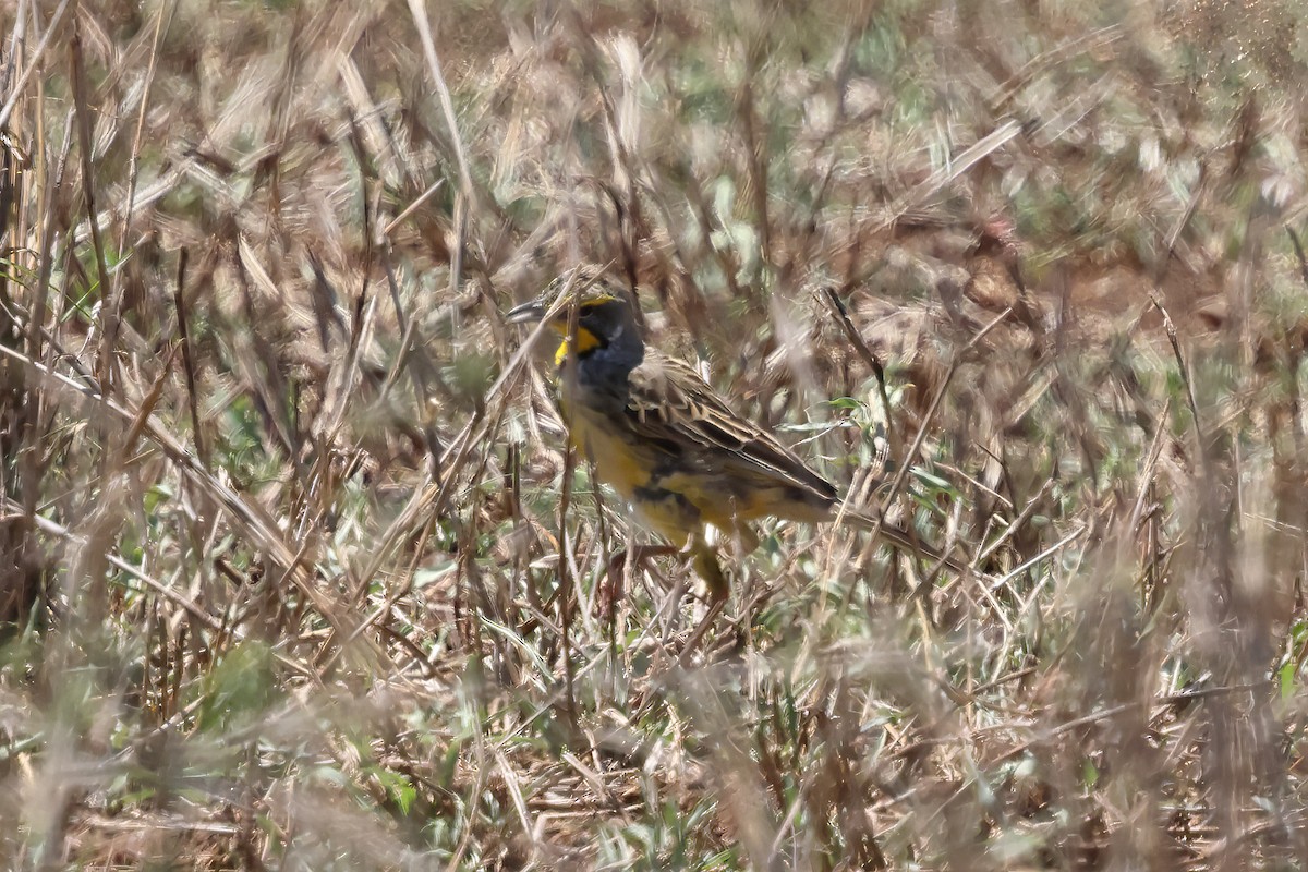 Yellow-throated Longclaw - ML646620286