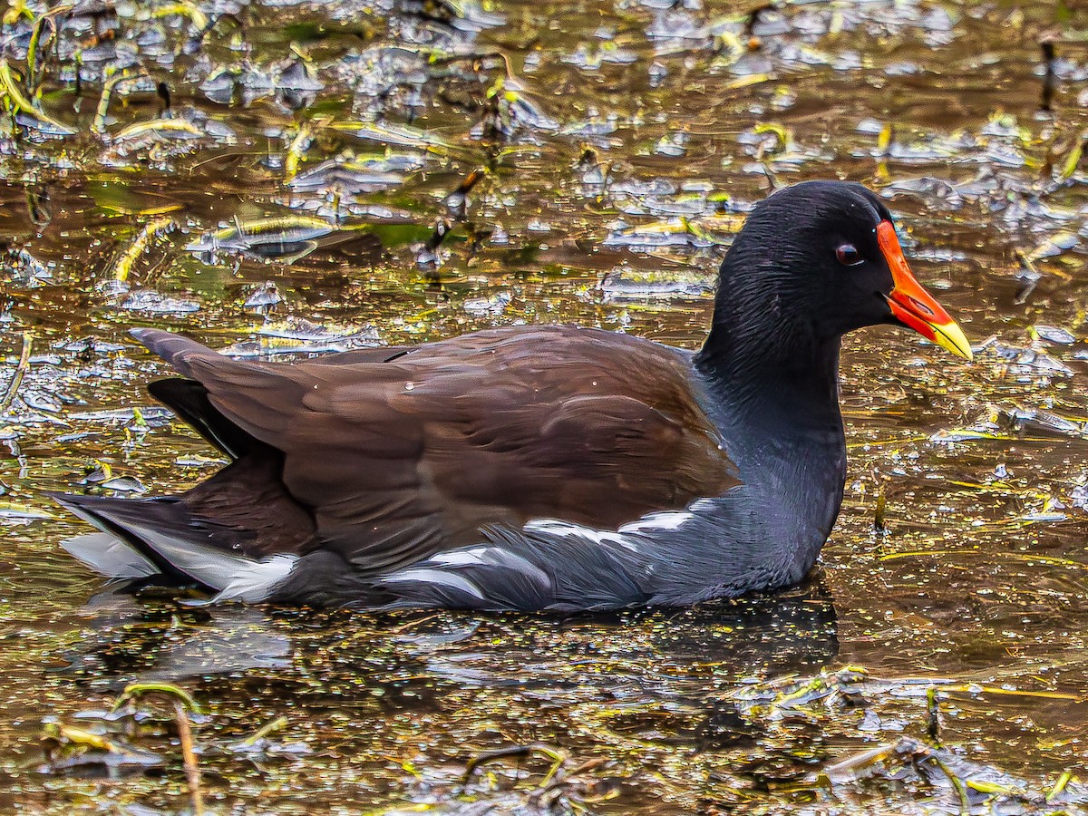 Common Gallinule - ML646620287