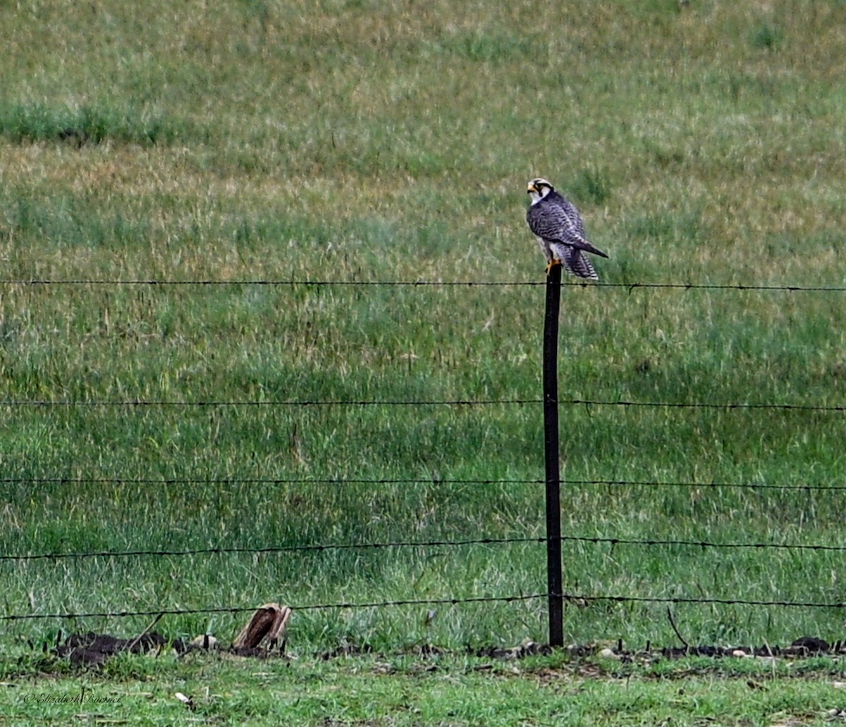 Lanner Falcon - ML646620289