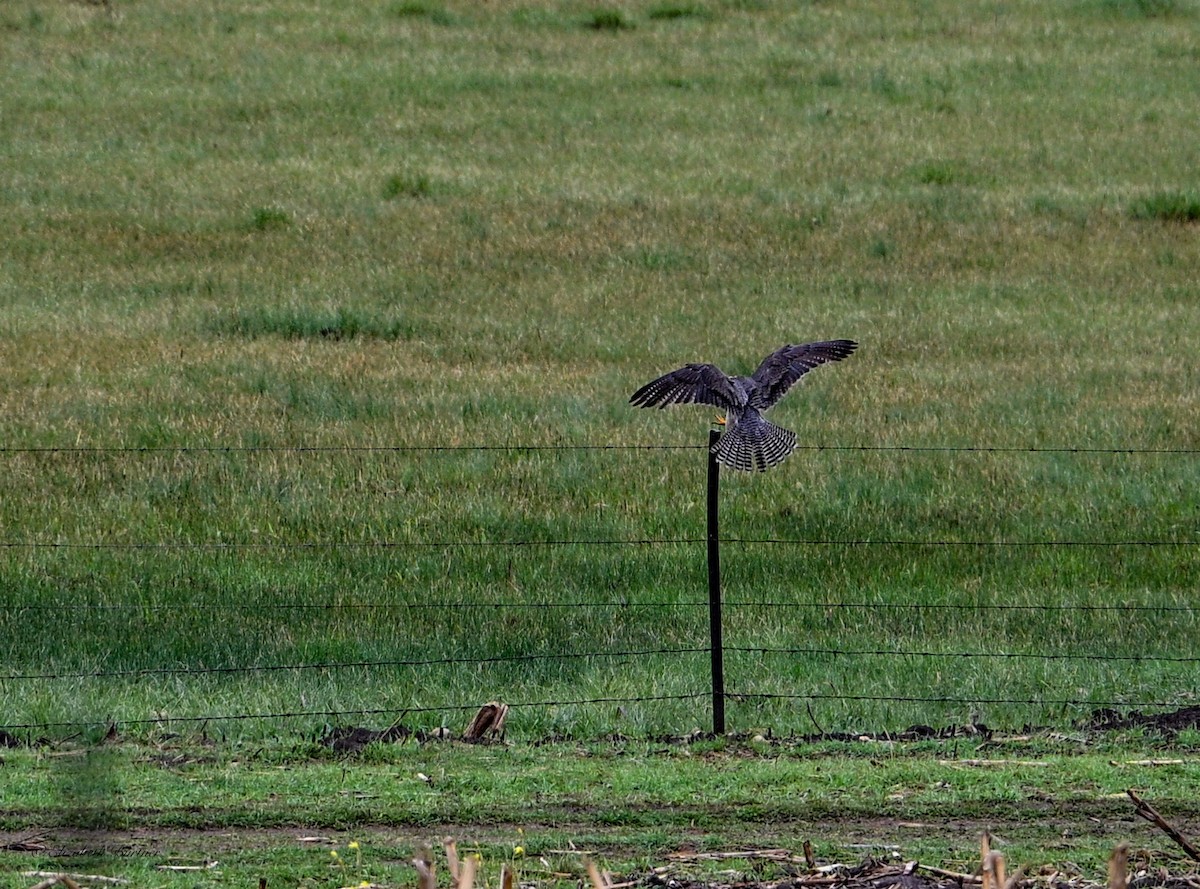 Lanner Falcon - ML646620290