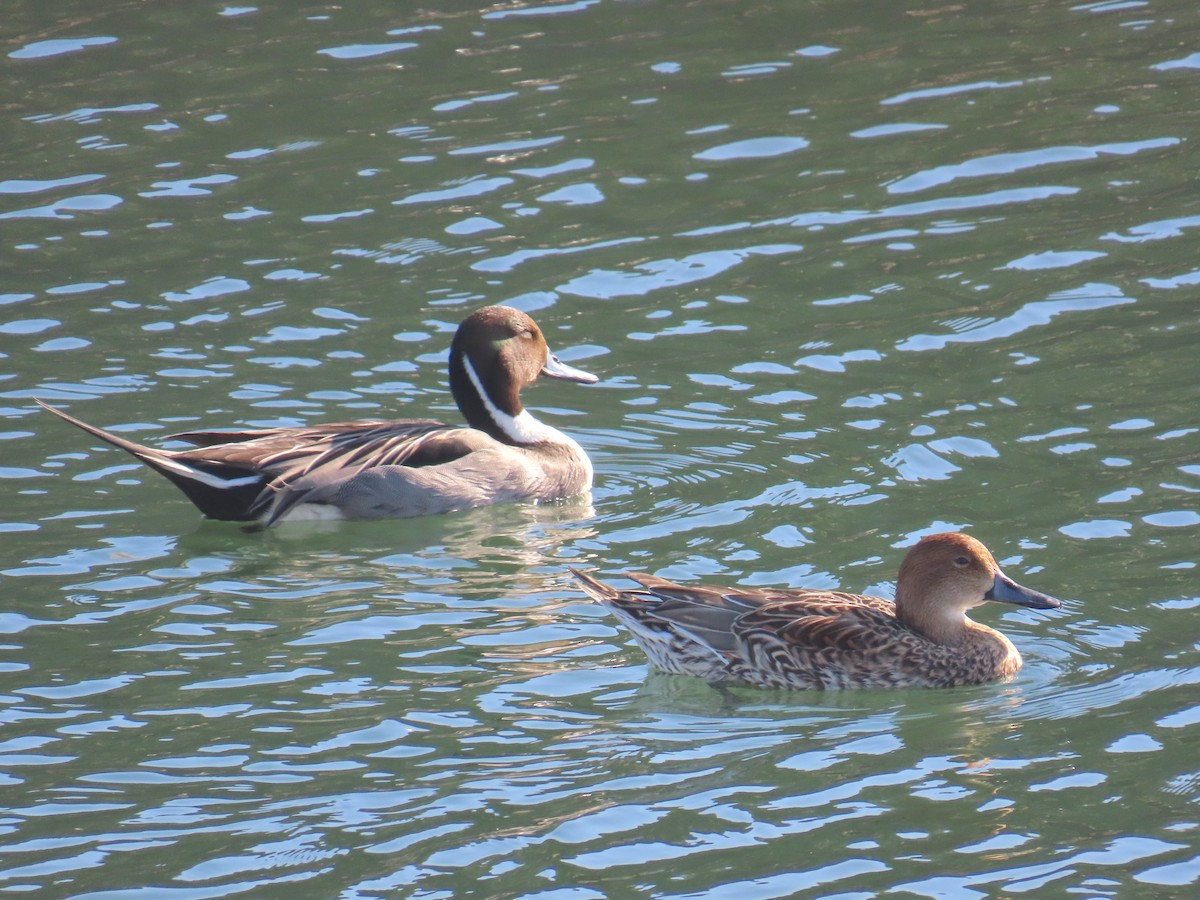 尖尾鴨 - ML646620292