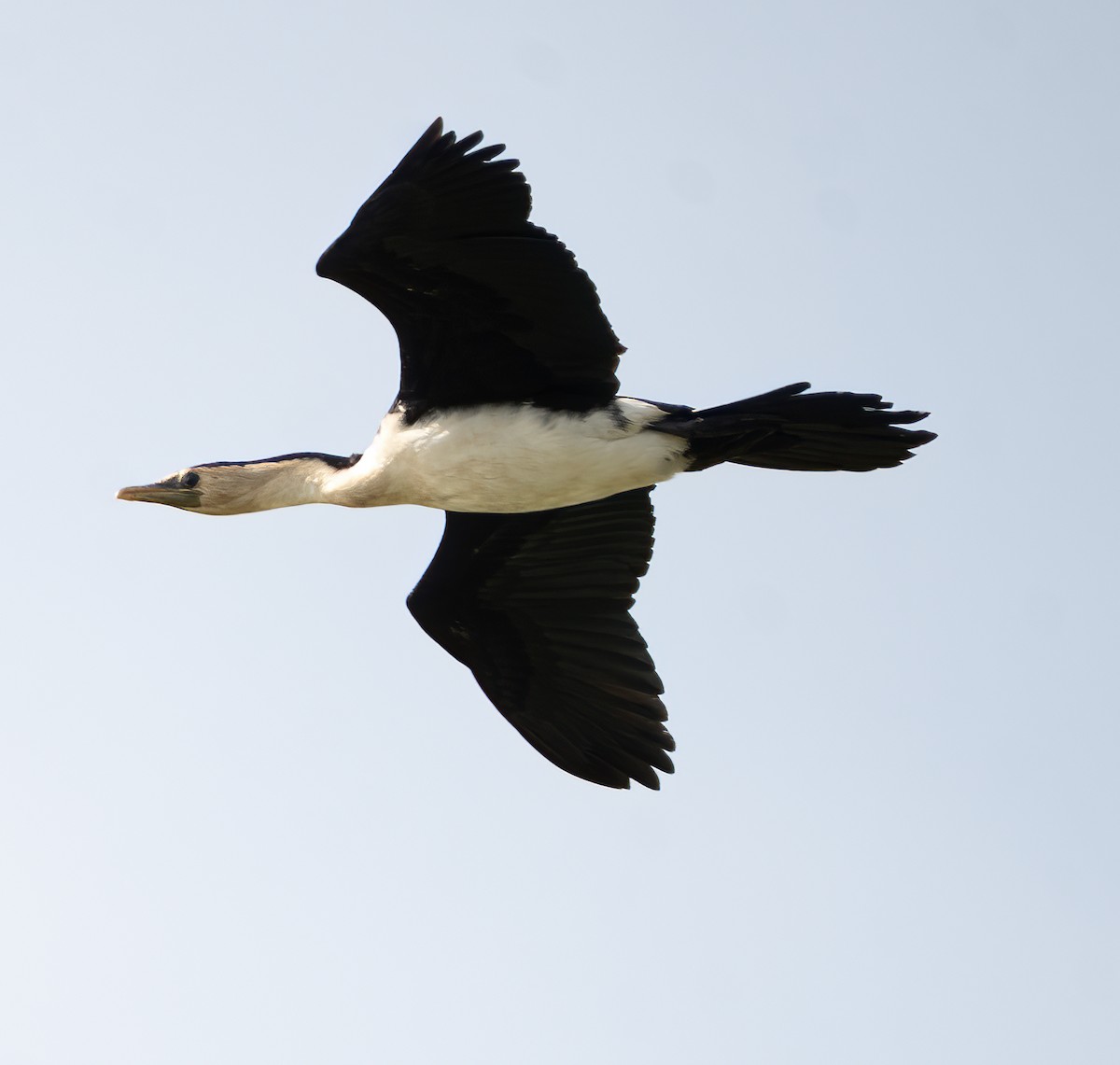 Little Pied Cormorant - ML646620293