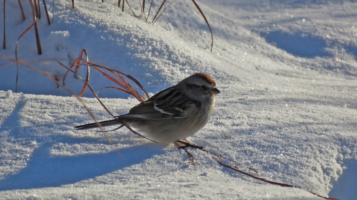 Hudson Körfezi Serçesi - ML646620295