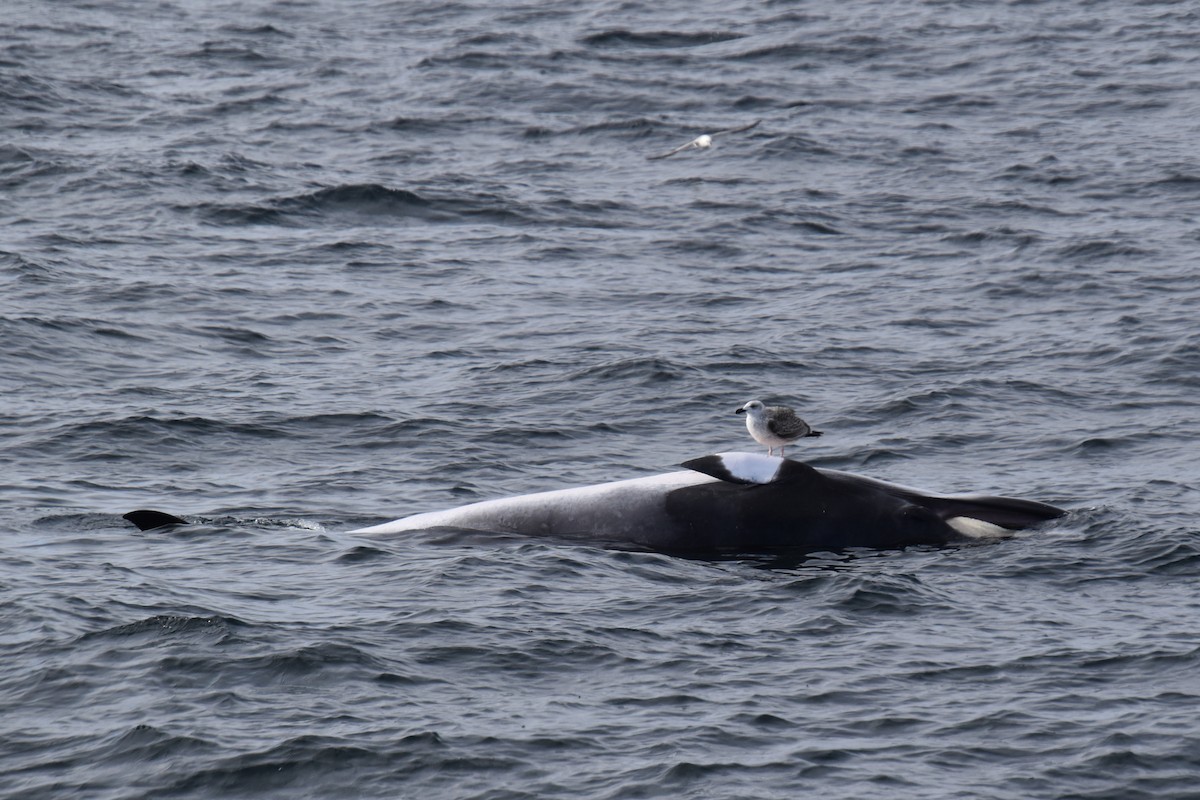 Great Black-backed Gull - ML646620296