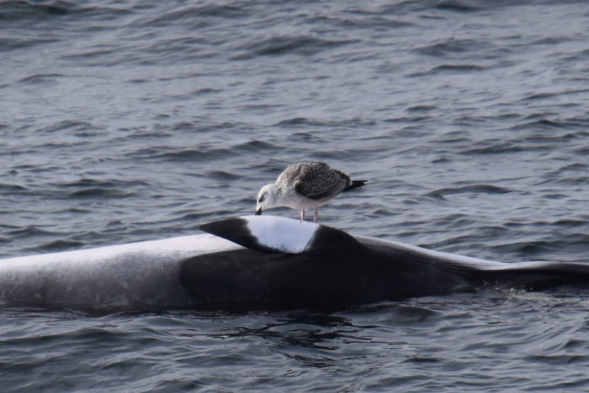Great Black-backed Gull - ML646620300