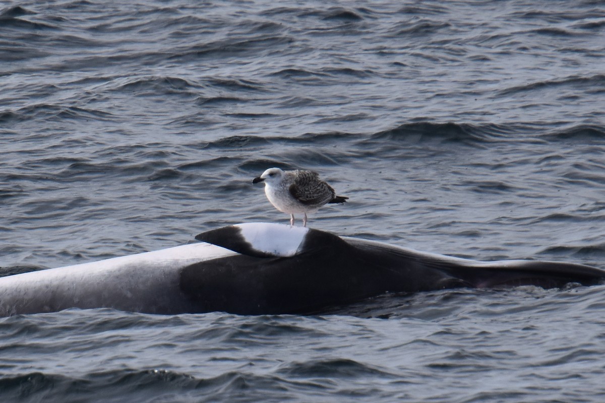 Great Black-backed Gull - ML646620301