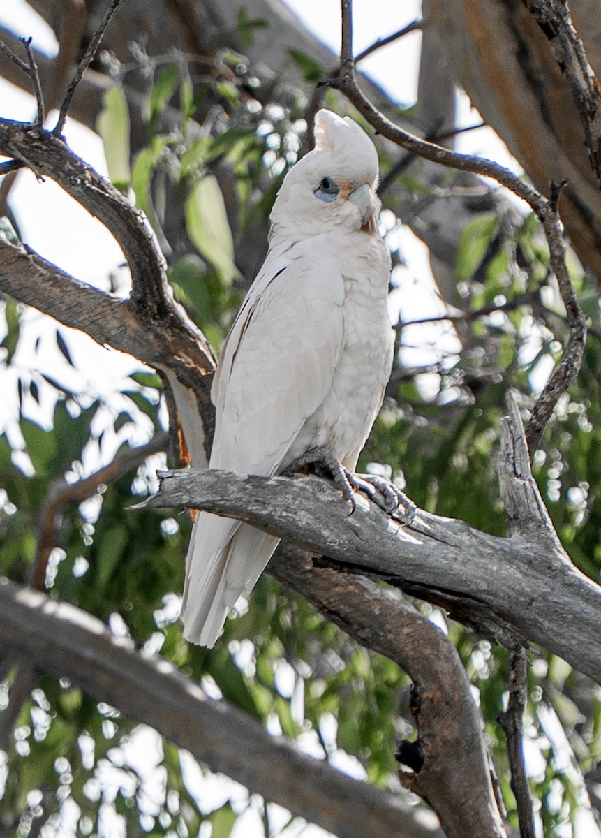 Little Corella - ML646620302