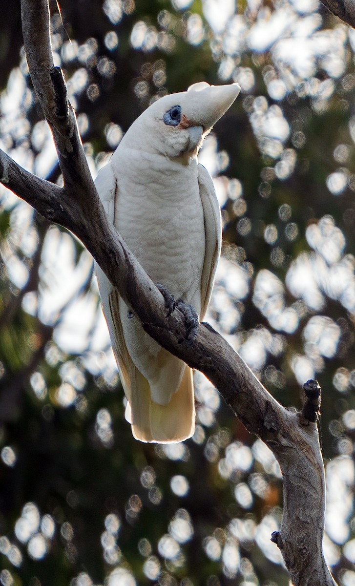 Little Corella - ML646620303