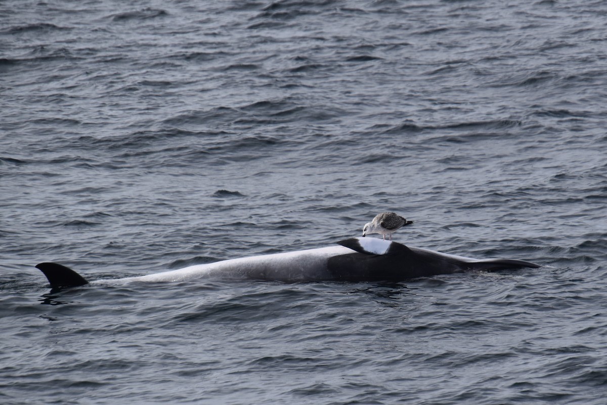Great Black-backed Gull - ML646620304