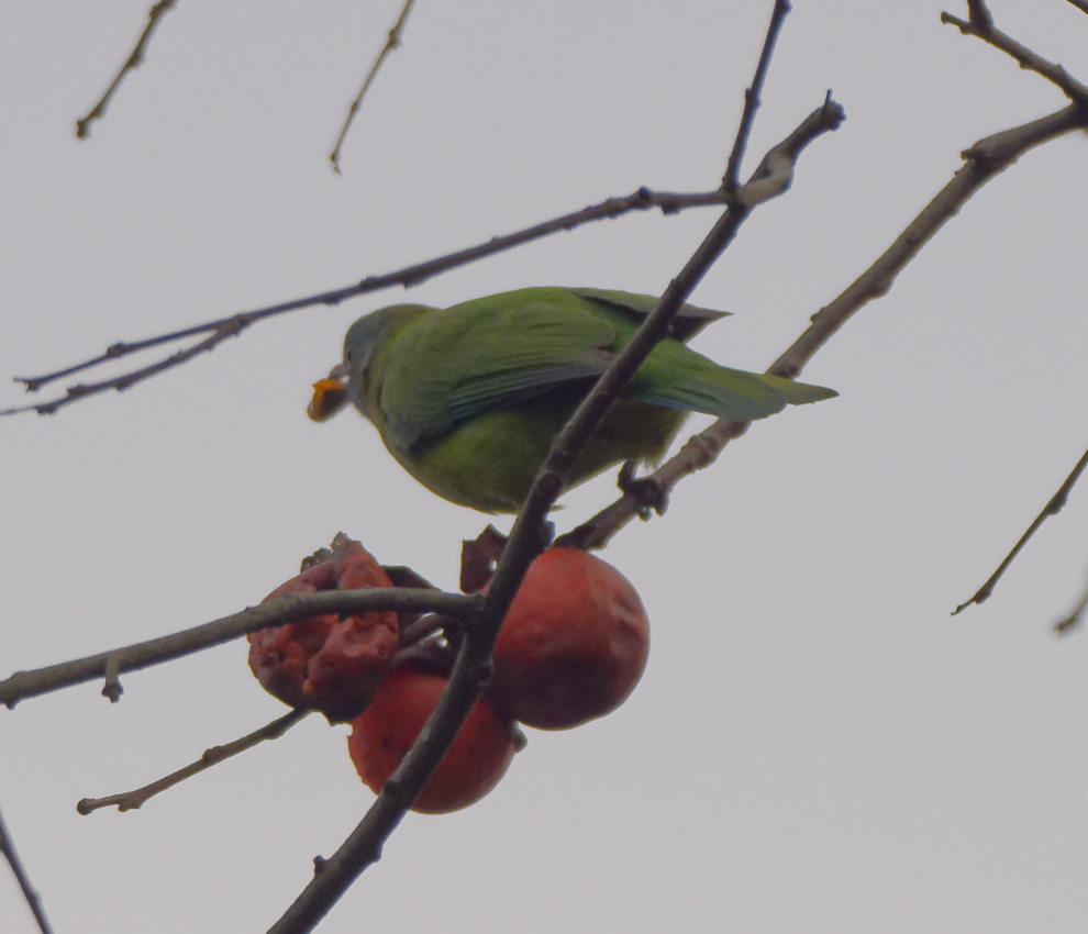 Orange-bellied Leafbird - ML646620305