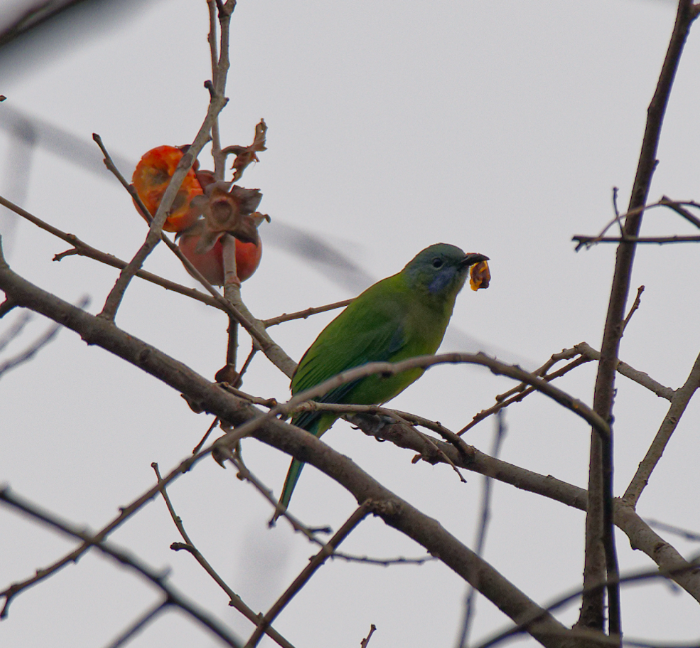 Orange-bellied Leafbird - ML646620306