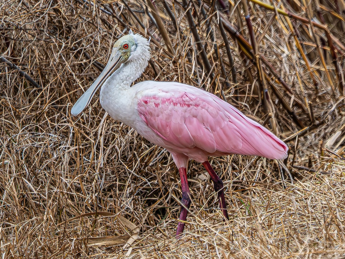 Roseate Spoonbill - ML646620307