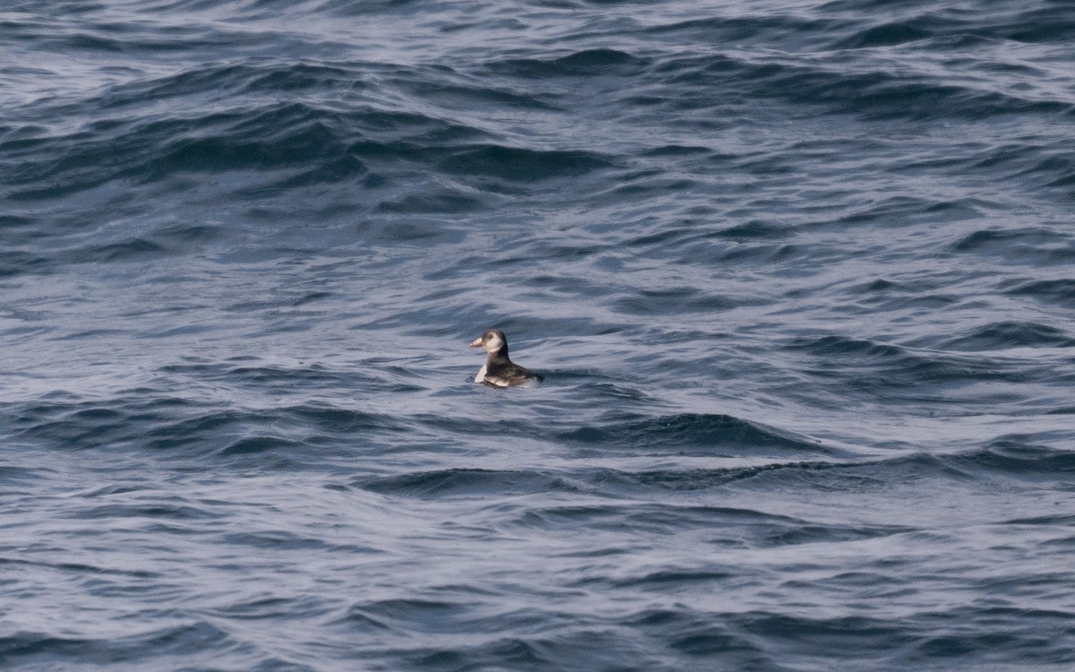 ニシツノメドリ - ML646620308