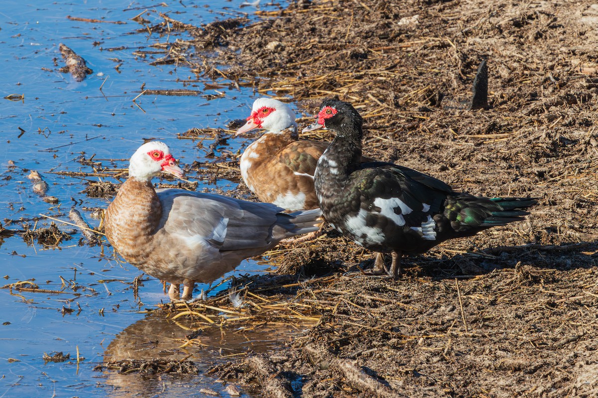 Muscovy Duck (Domestic type) - ML646620312