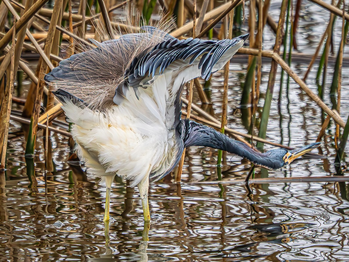 Tricolored Heron - ML646620313