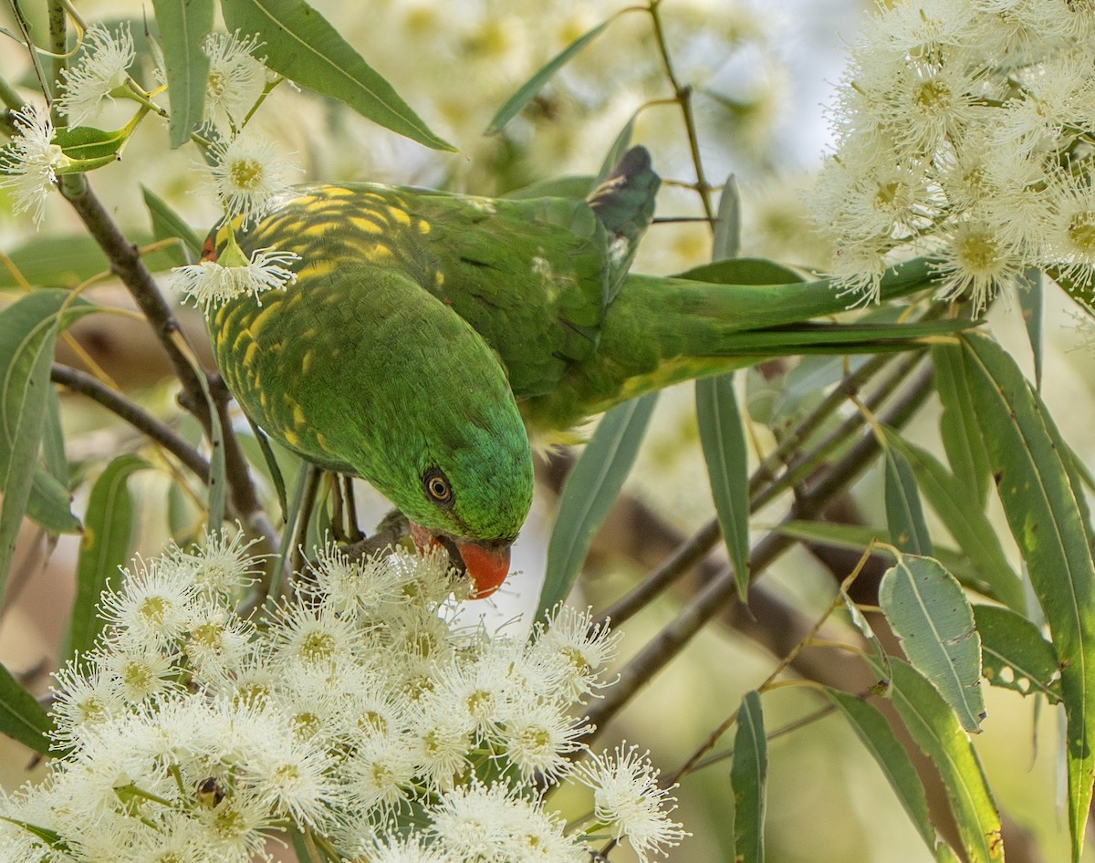 Scaly-breasted Lorikeet - ML646620314