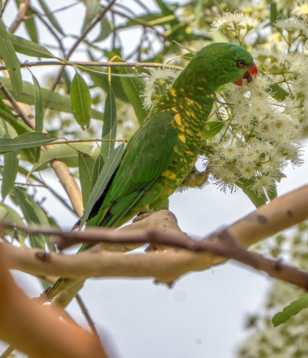 Scaly-breasted Lorikeet - ML646620315