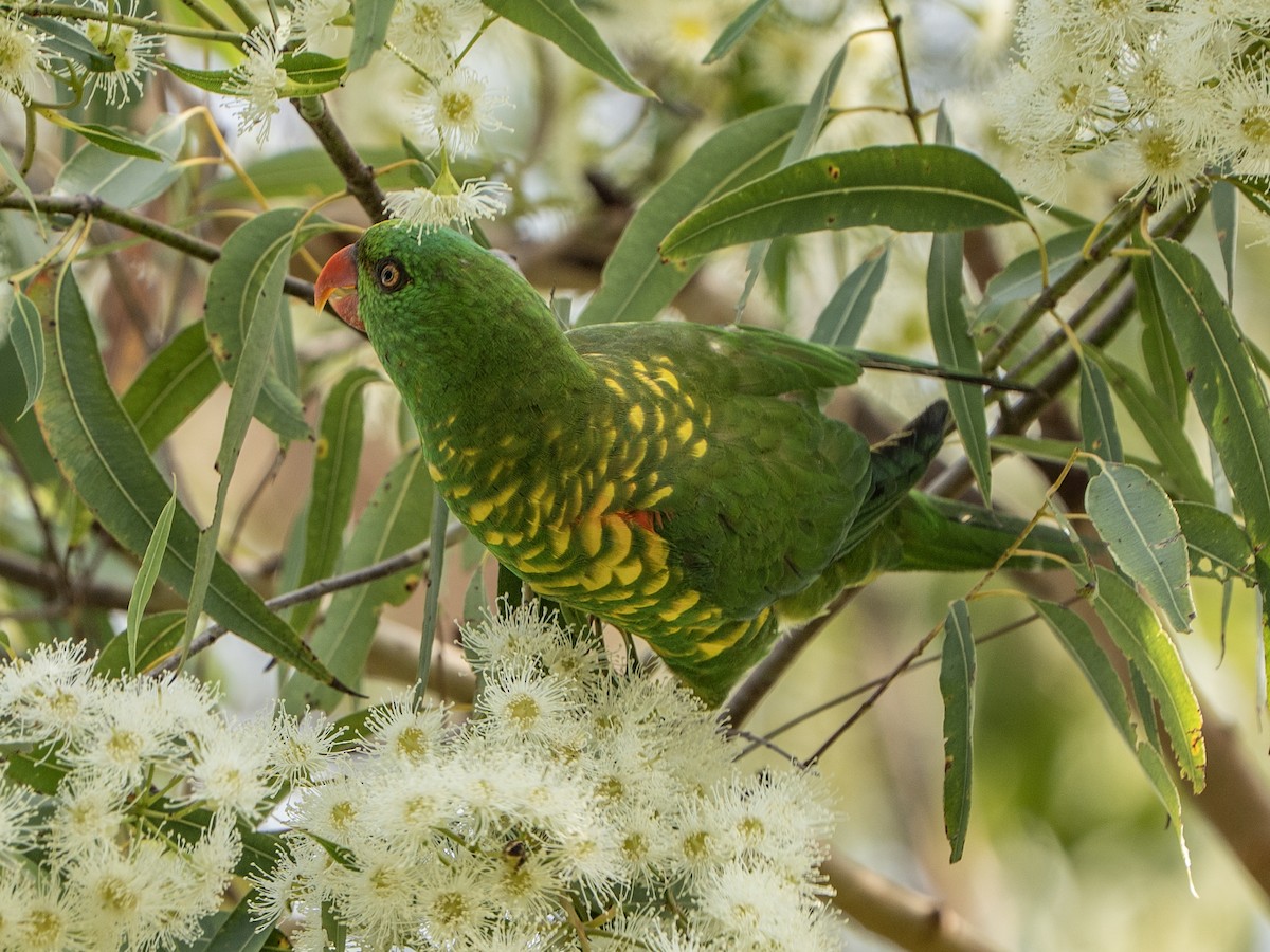 Scaly-breasted Lorikeet - ML646620316