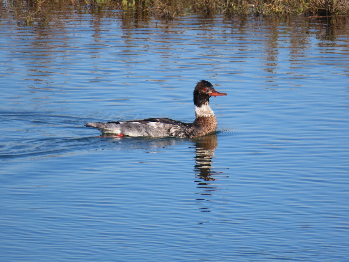 紅胸秋沙 - ML646620317