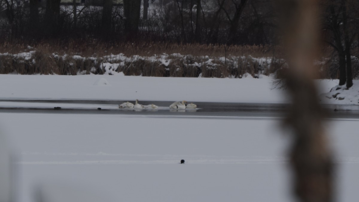 ברבור מצוי - ML646620318