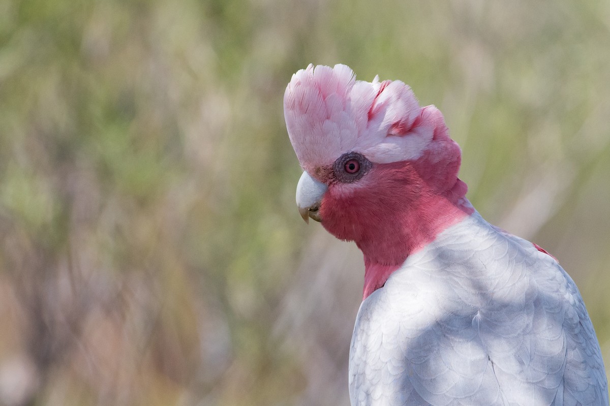 Gül Rengi Kakadu - ML646620319