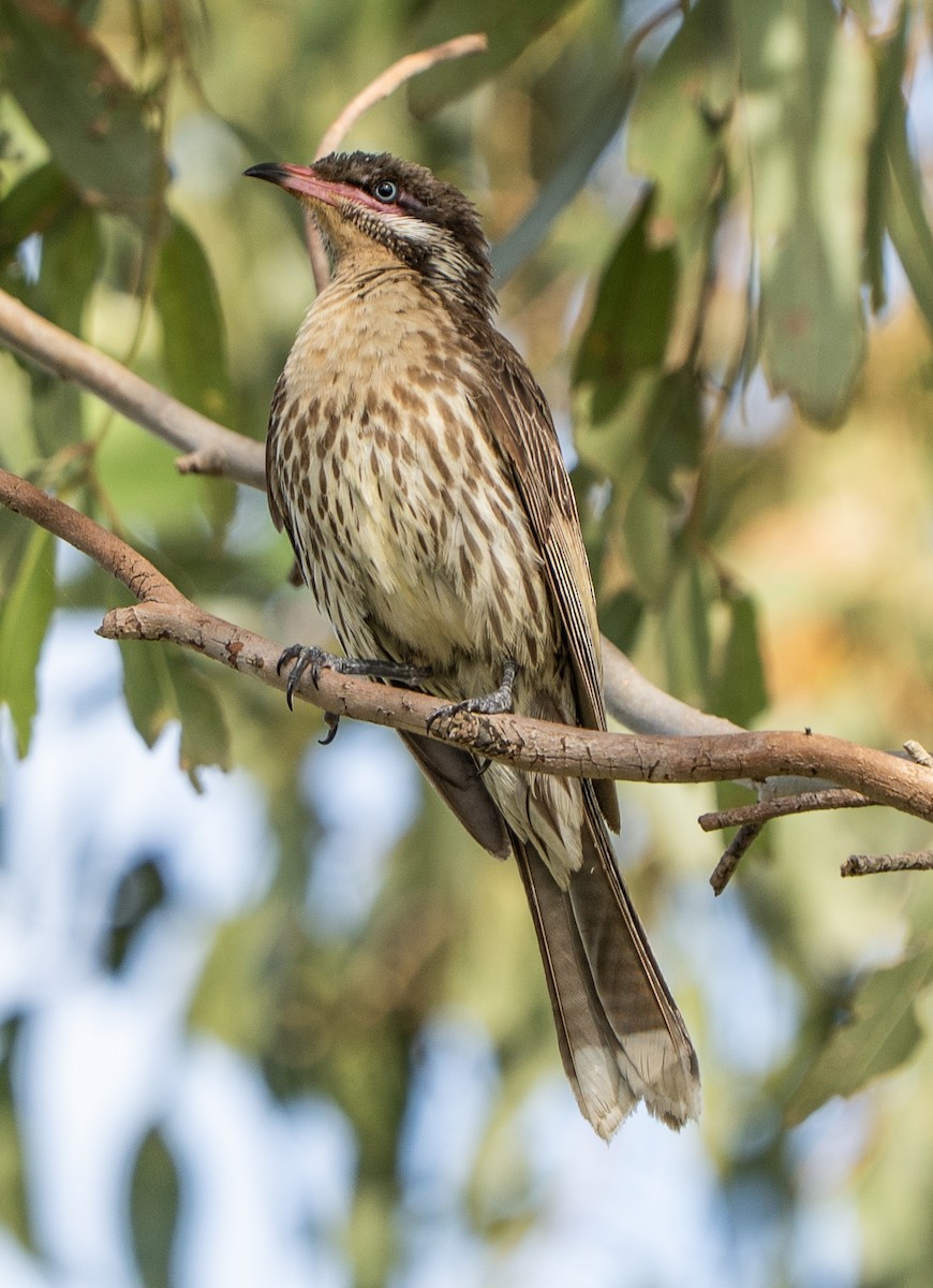 Diken Yanaklı Balkuşu - ML646620326