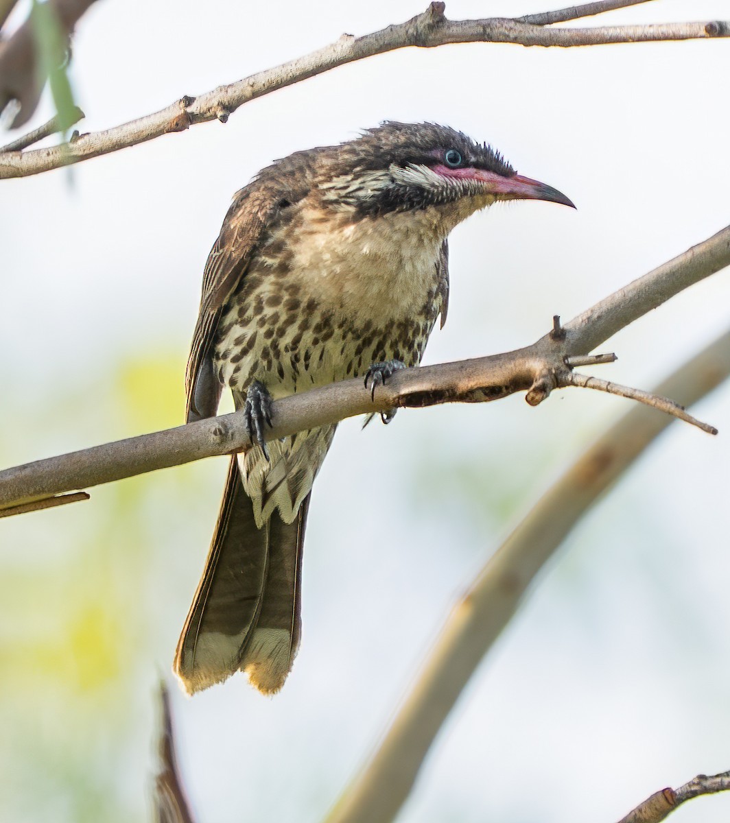 Diken Yanaklı Balkuşu - ML646620327