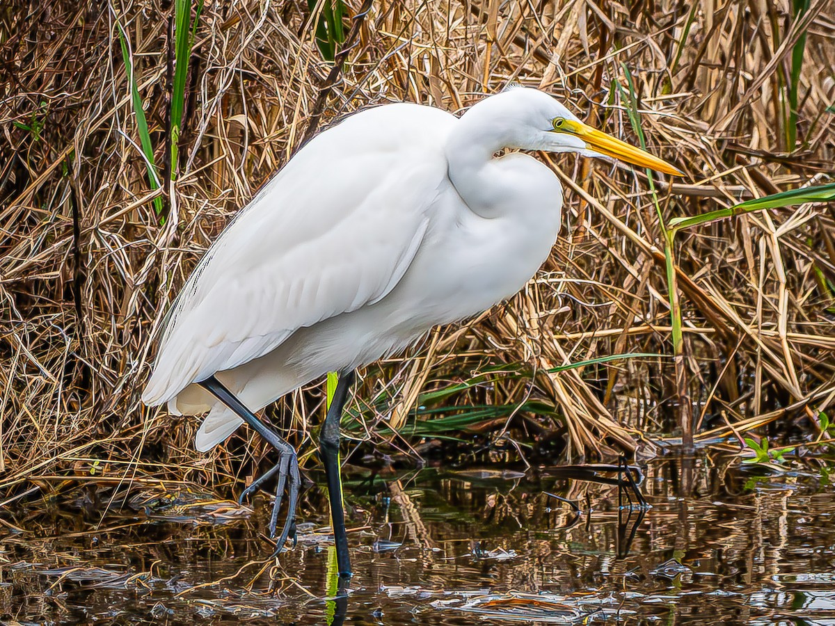 Great Egret - ML646620328