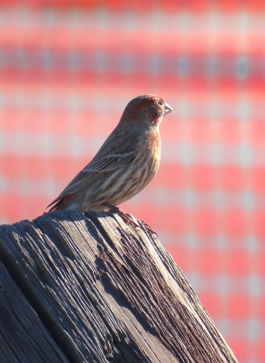 House Finch - ML646620329
