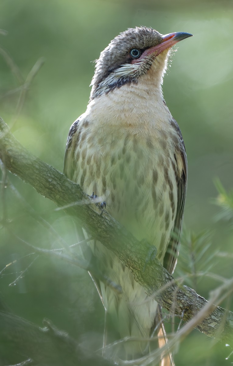 Diken Yanaklı Balkuşu - ML646620330