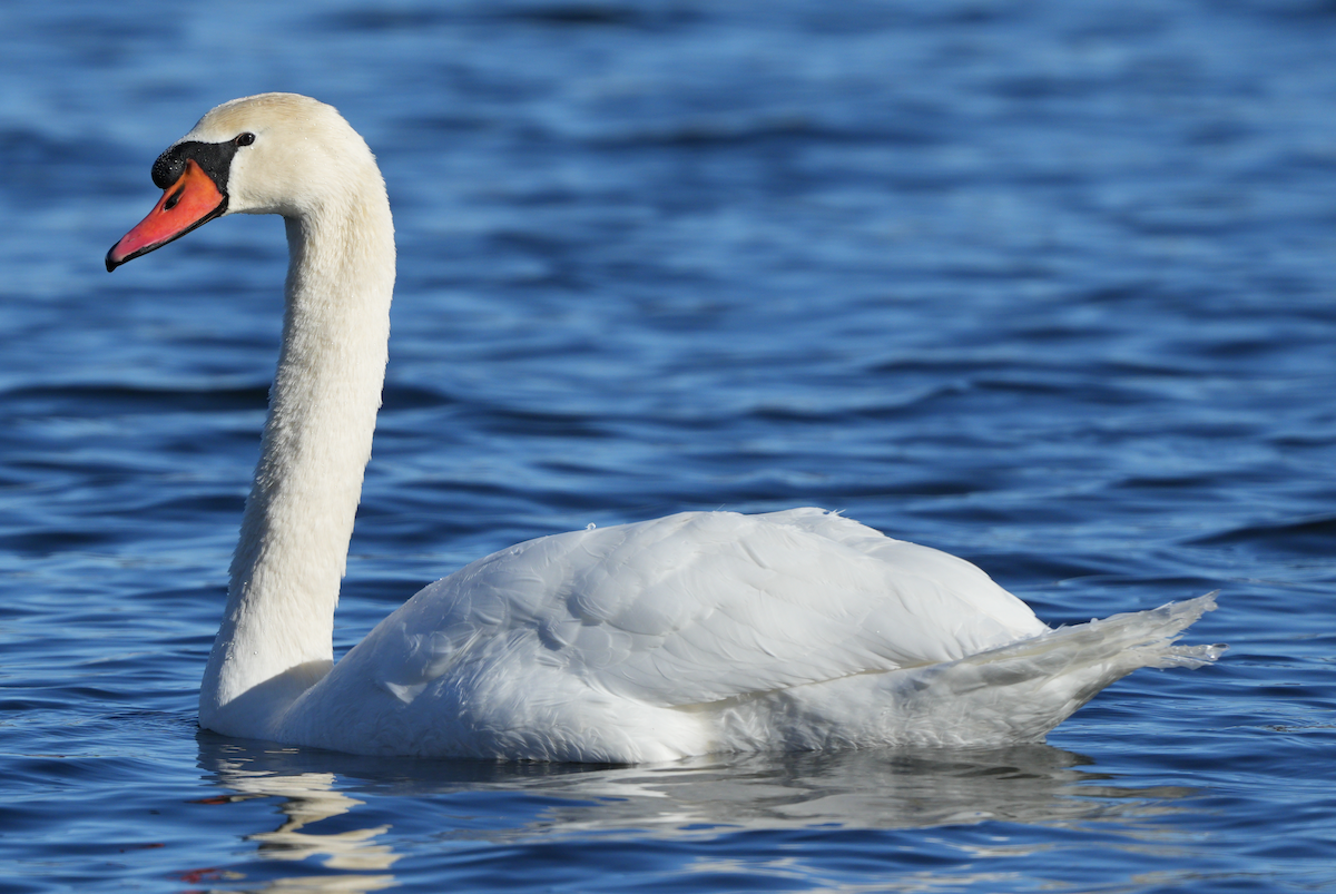 Mute Swan - ML646620331
