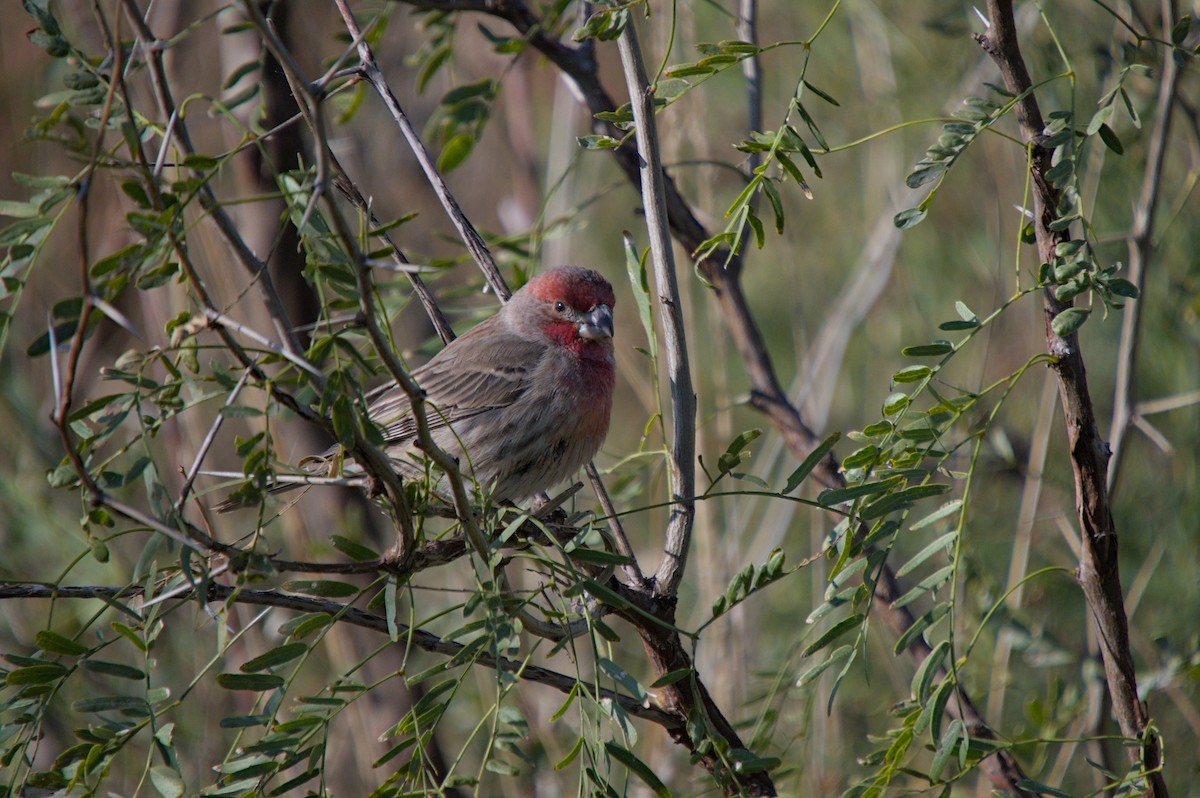 House Finch - ML646620337